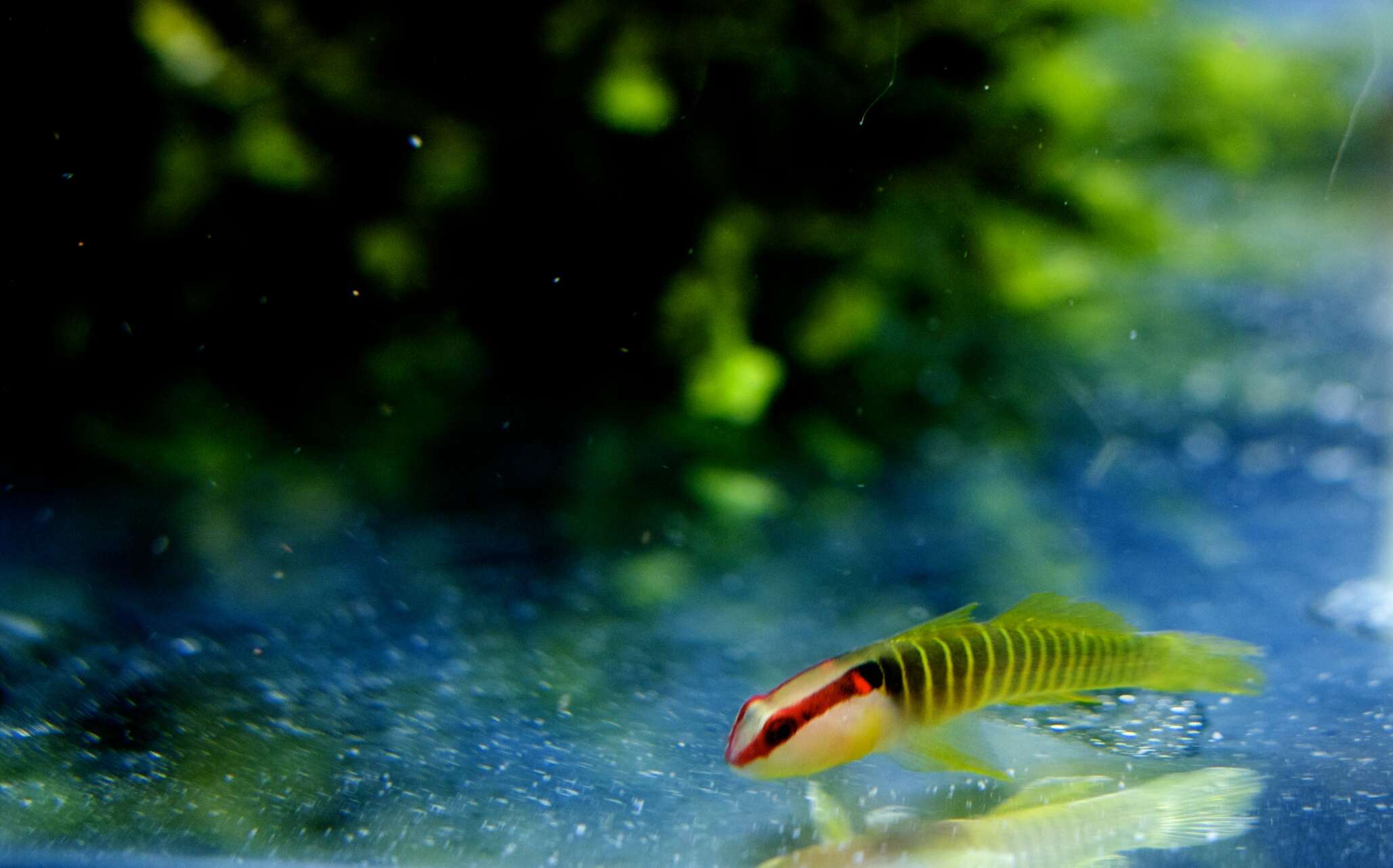 Tigrigobius multifasciatus (Steindachner 1876)的圖片