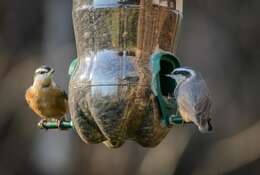 Image of Red-breasted Nuthatch