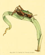 Image of Common green grasshopper