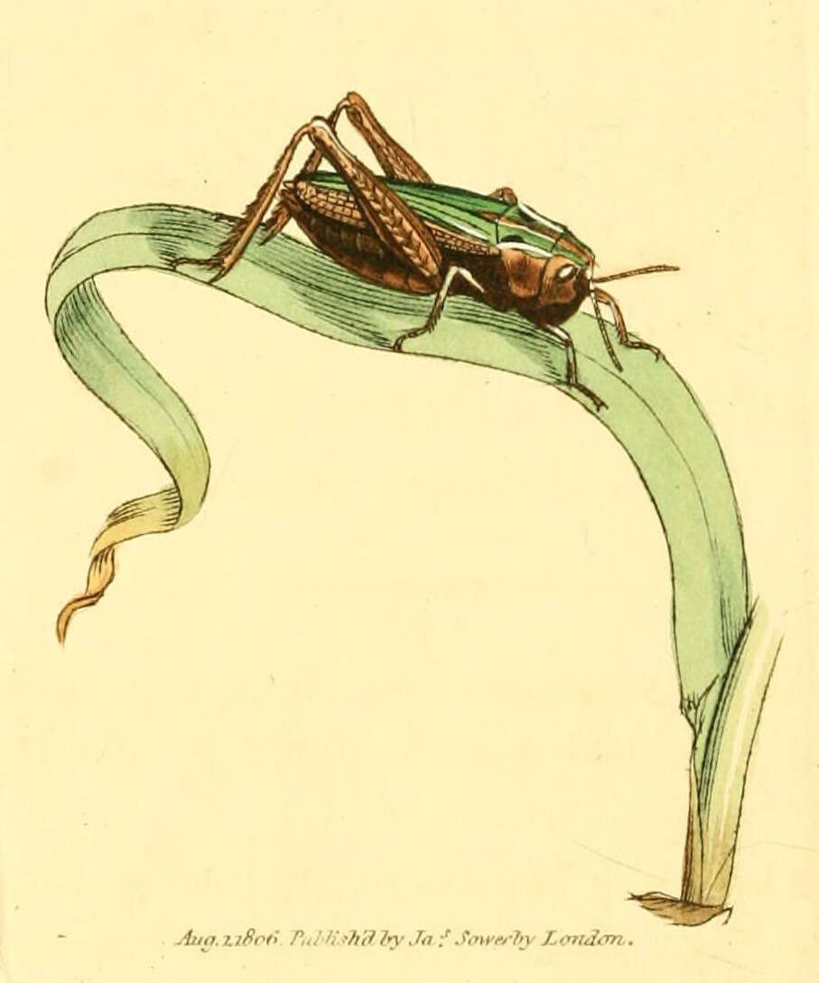 Image of Common green grasshopper