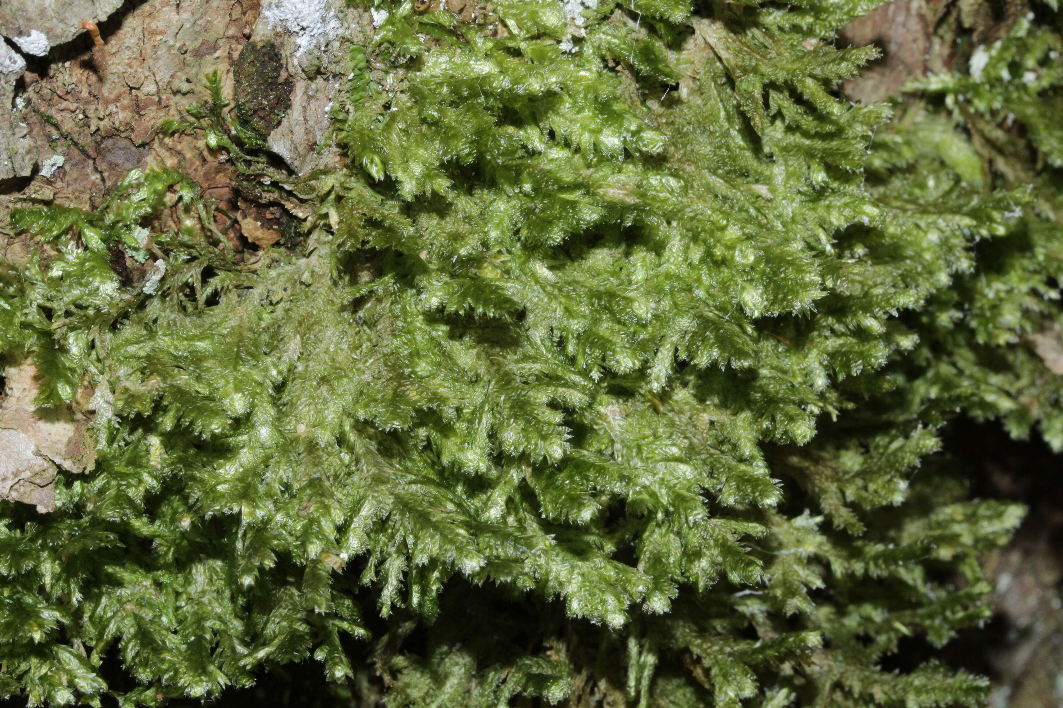 Image of neckera moss