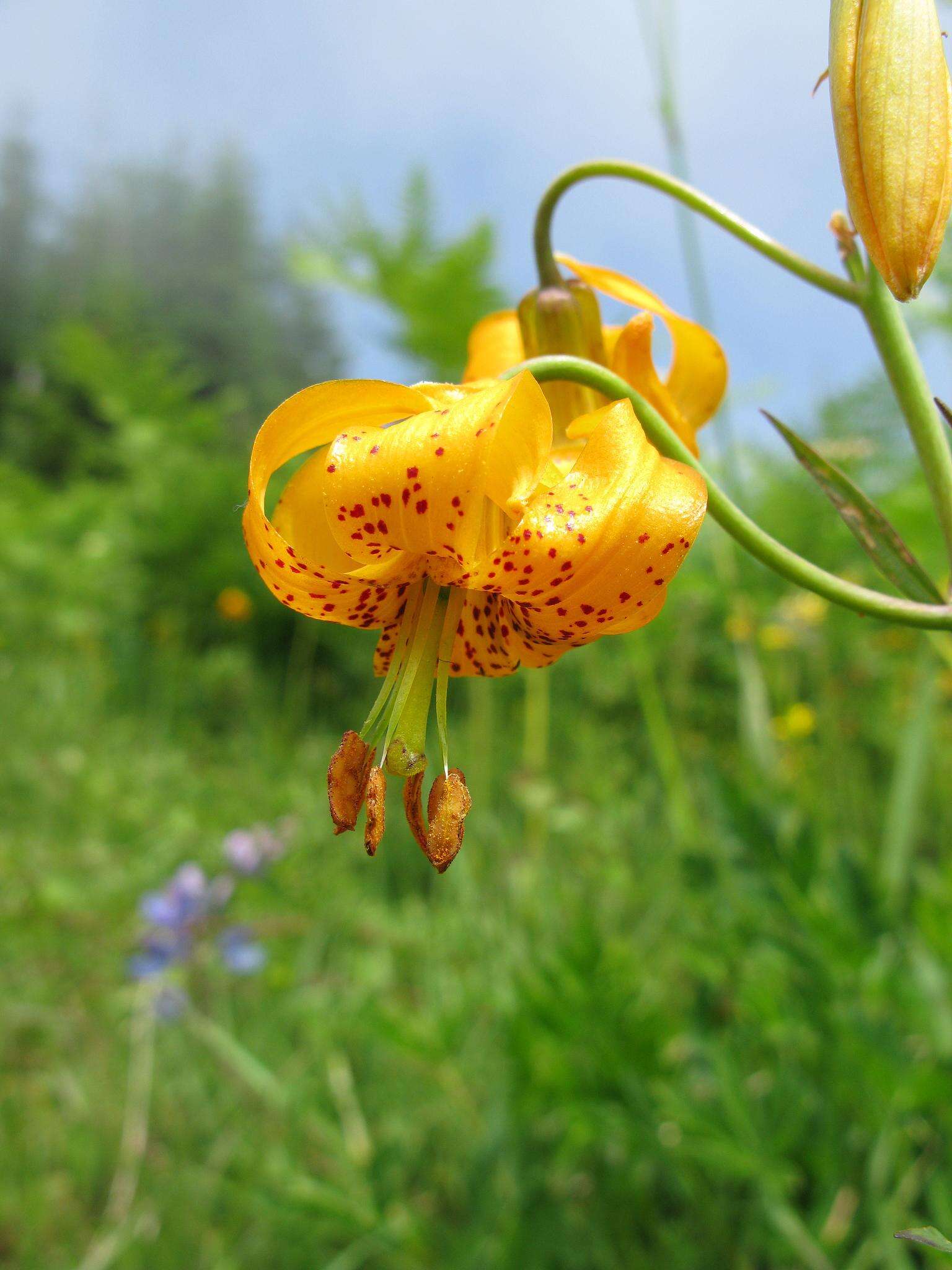 Image of Tiger lily