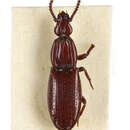 Image of Omoglymmius (Nitiglymmius) hornabrooki R. T. & J. R. Bell 1978