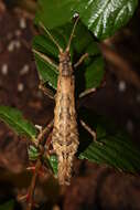 Image of Orestes guangxiensis (Bi & T. Li 1994)