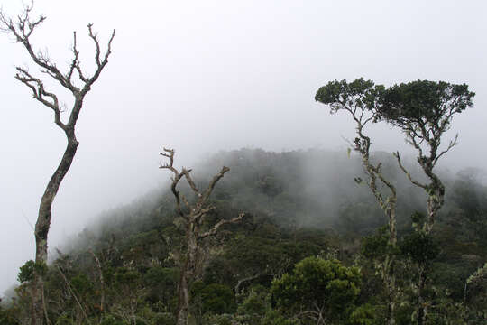 Image of Tree Rhododendron