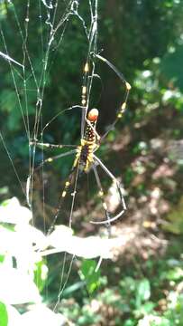 Image of Nephila pilipes (Fabricius 1793)