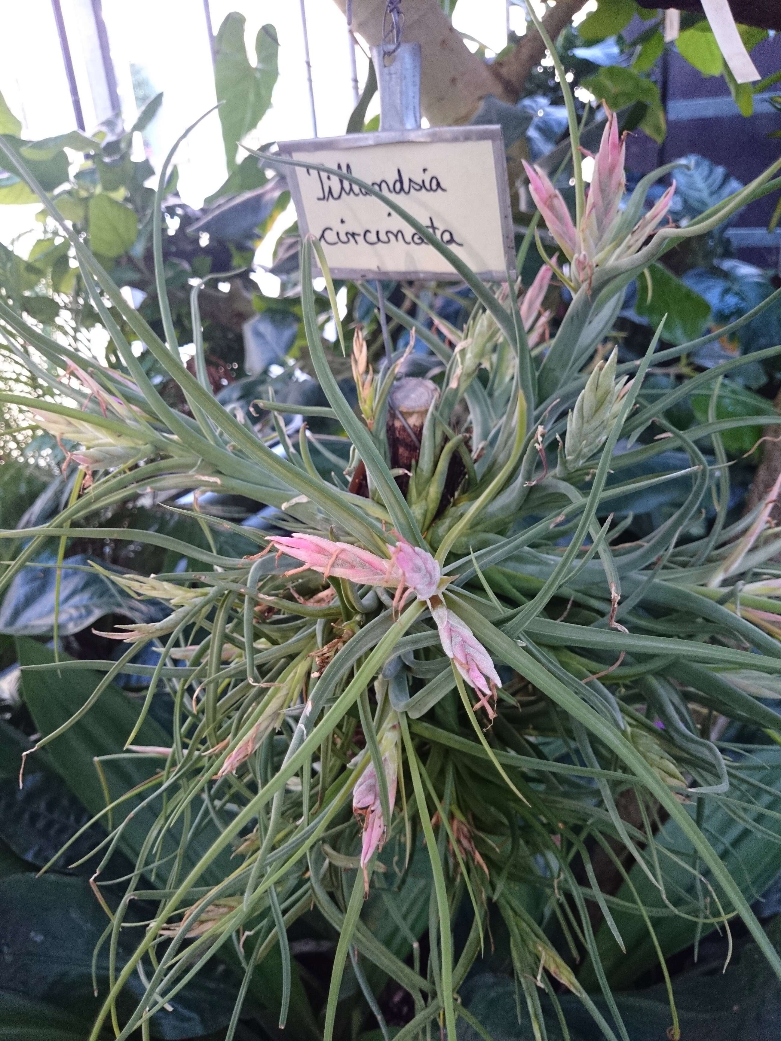 Image of Airplants