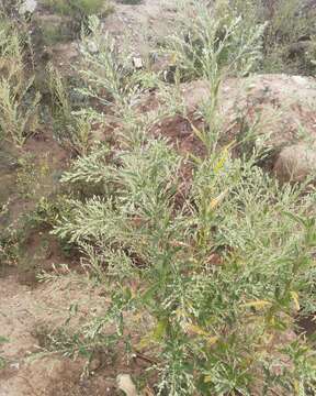 Image of Russian pigweed