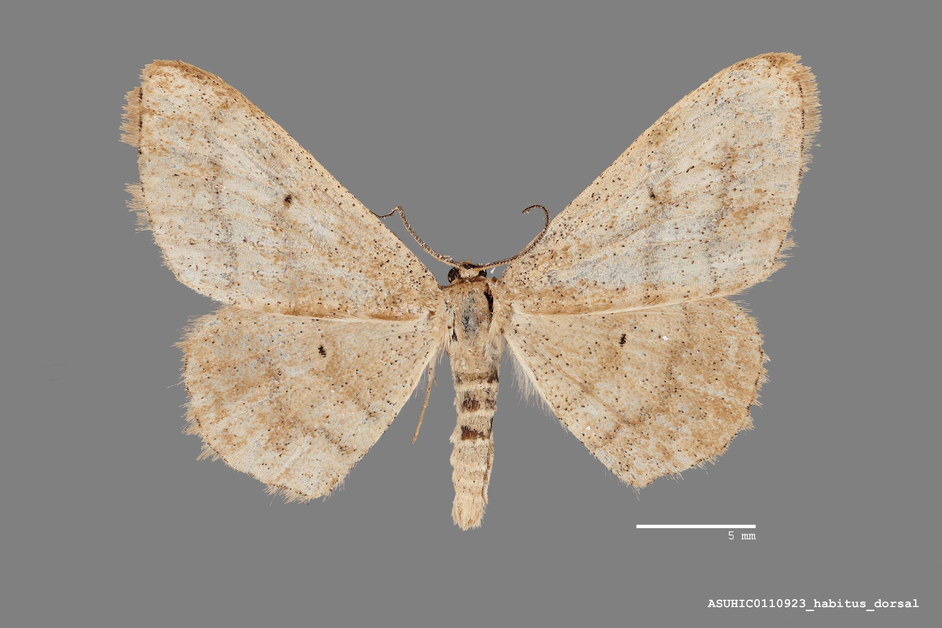 Image of Idaea pervertipennis Hulst 1900