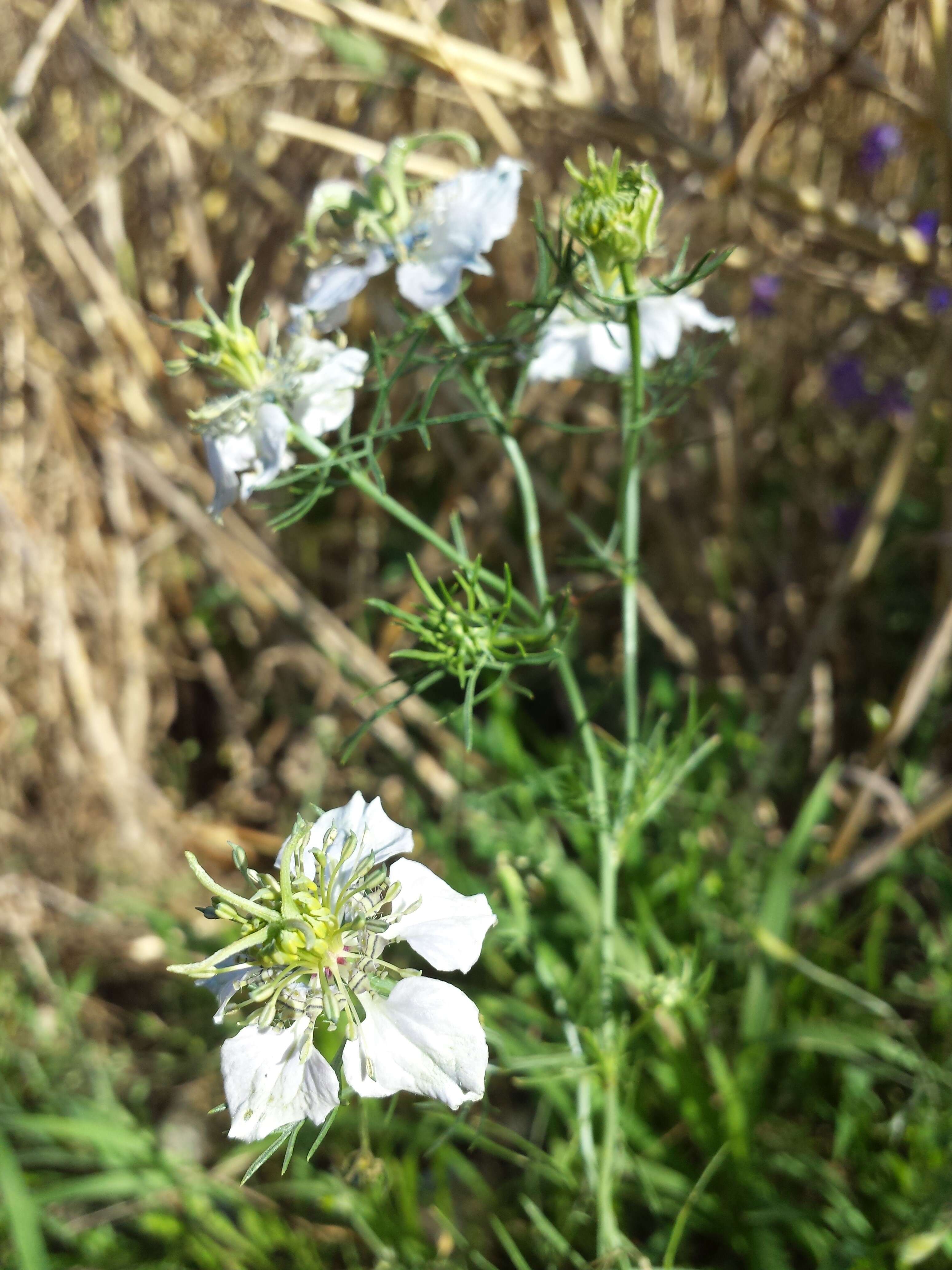 Nigella arvensis L. resmi