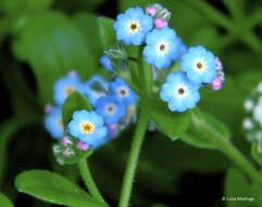 Image of Azores forget-me-not