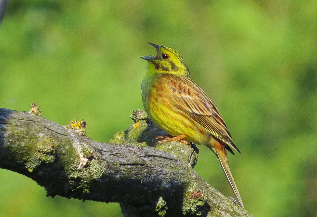 Image of Yellowhammer