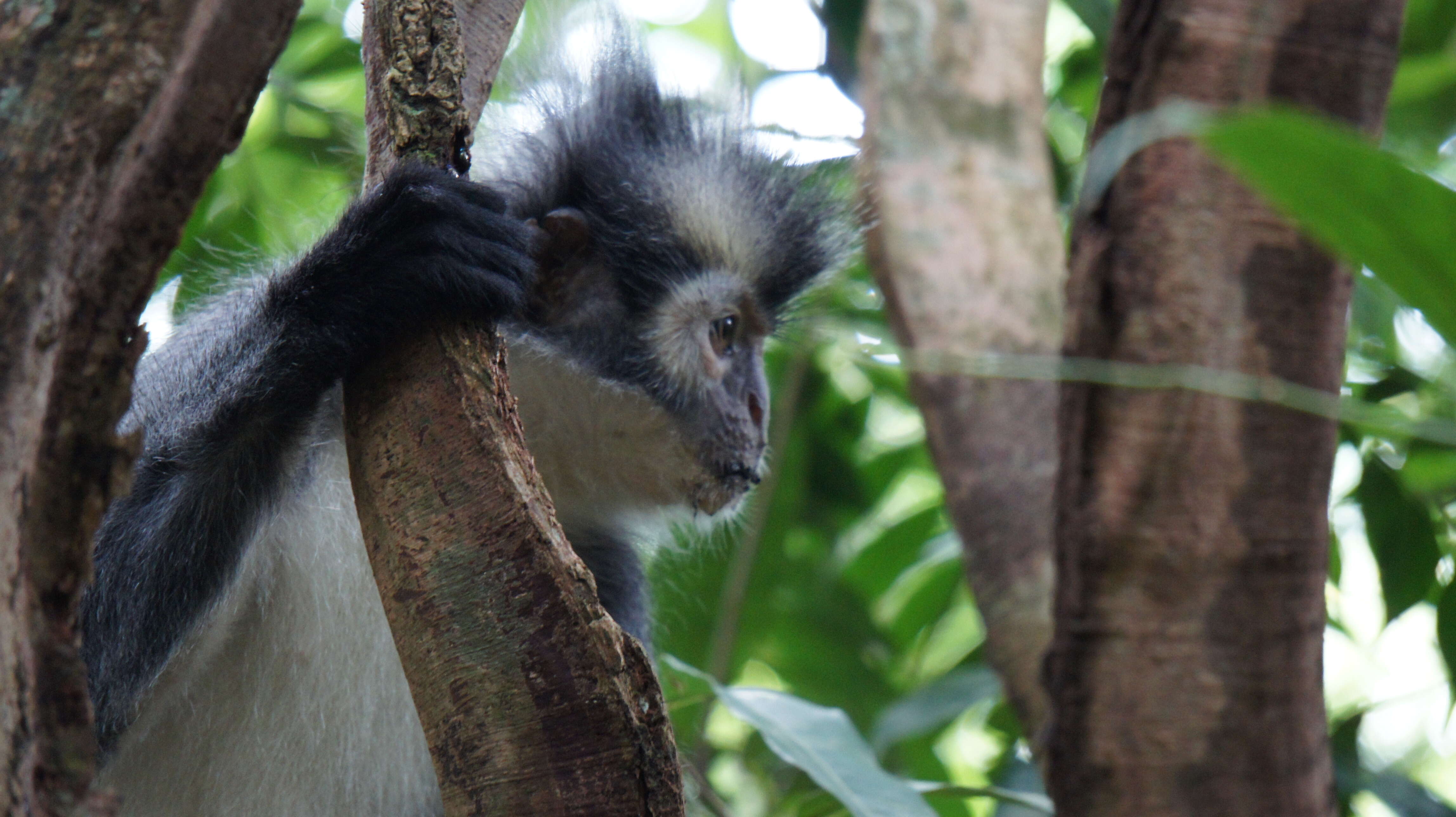 Image of North Sumatran Leaf Monkey
