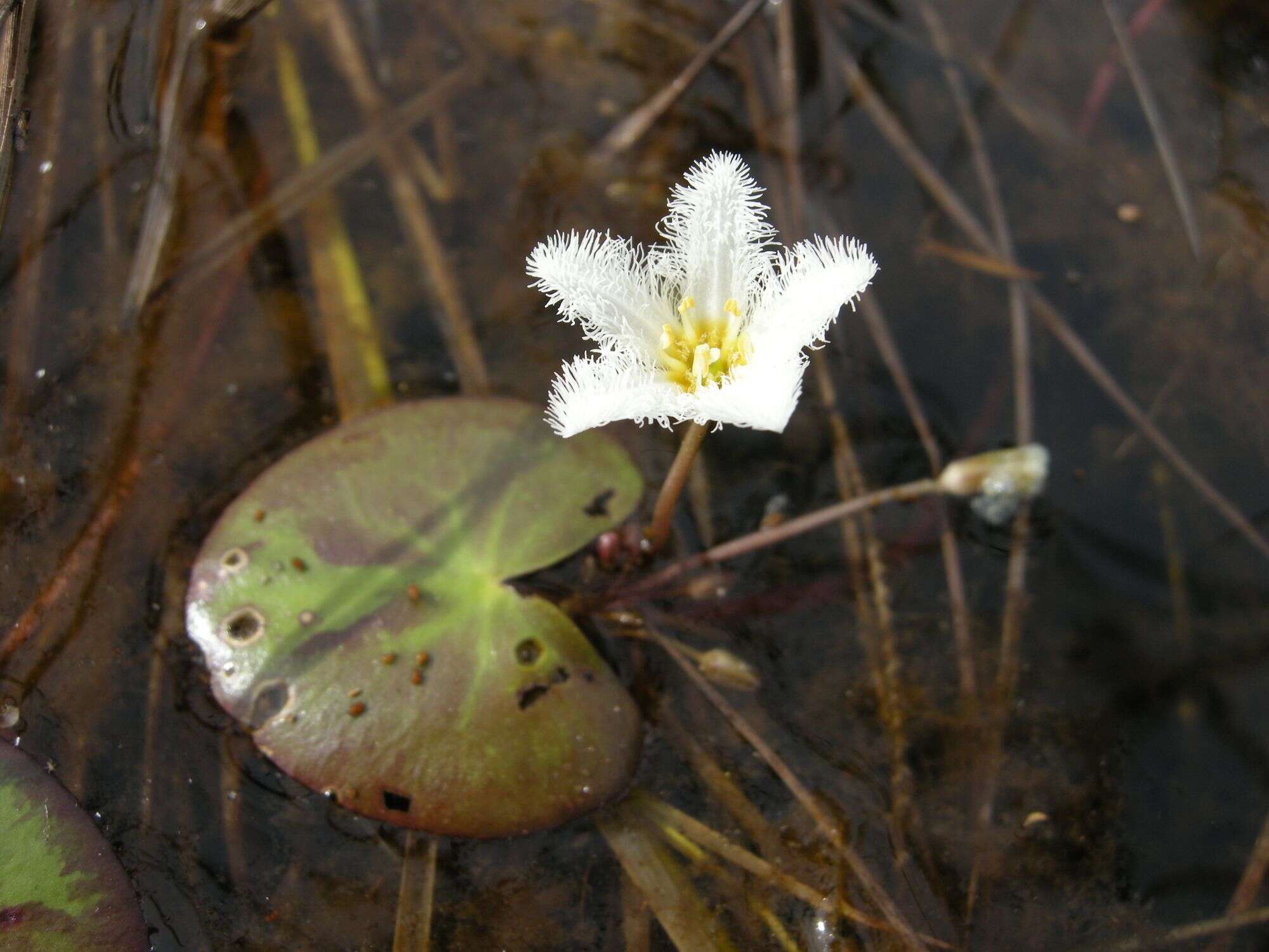 Image of Water-snowflake