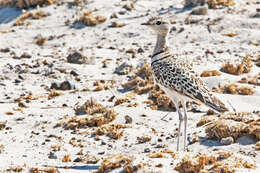 Image of Double-banded Courser