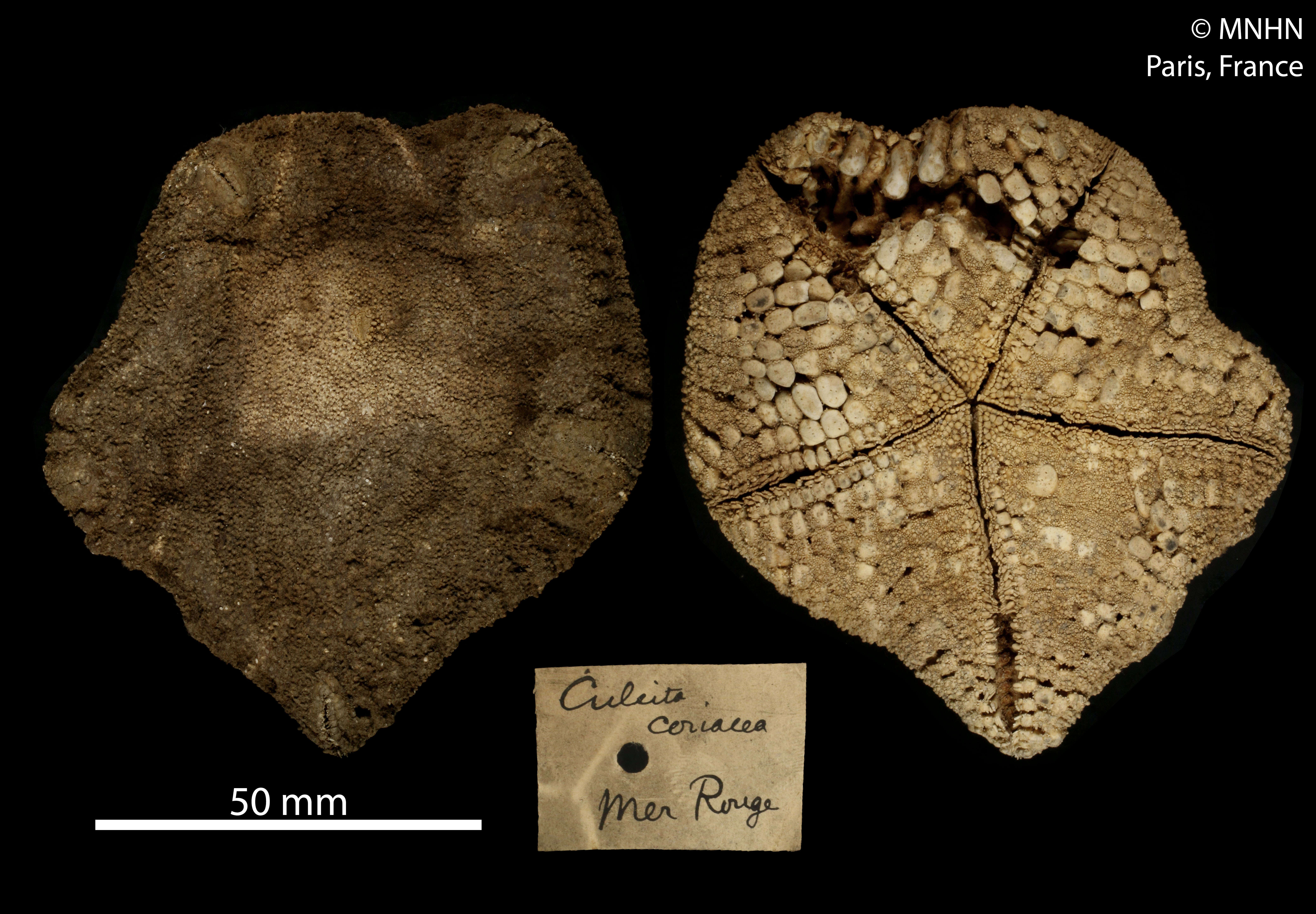 Image of Culcita coriacea Müller & Troschel 1842