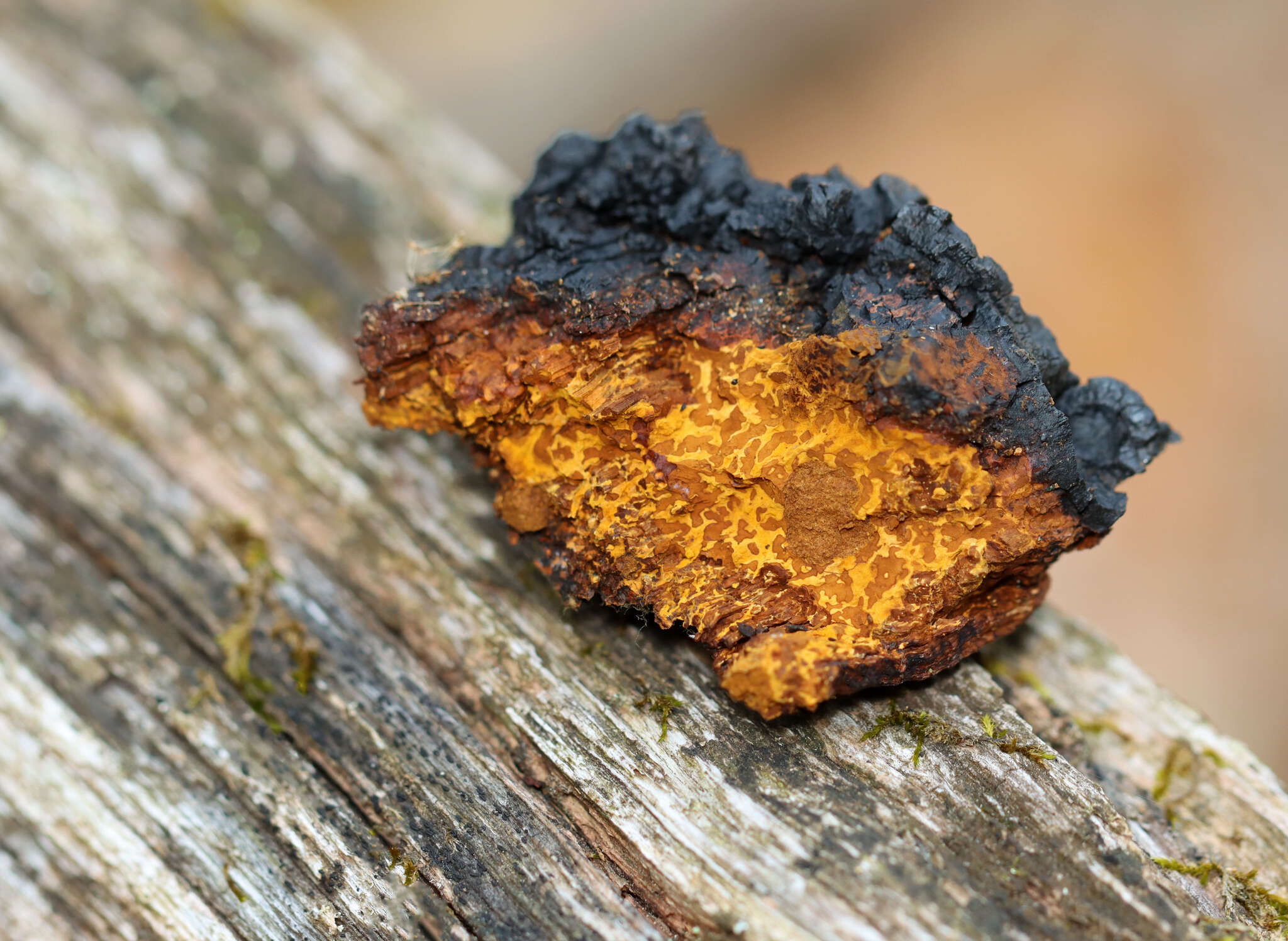 Image of Chaga