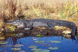 Image of alligators