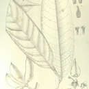 Image of Goniothalamus malayanus Hook. fil. & Thomson