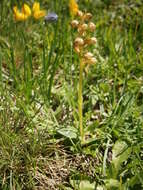 Plancia ëd Dactylorhiza viridis (L.) R. M. Bateman, Pridgeon & M. W. Chase