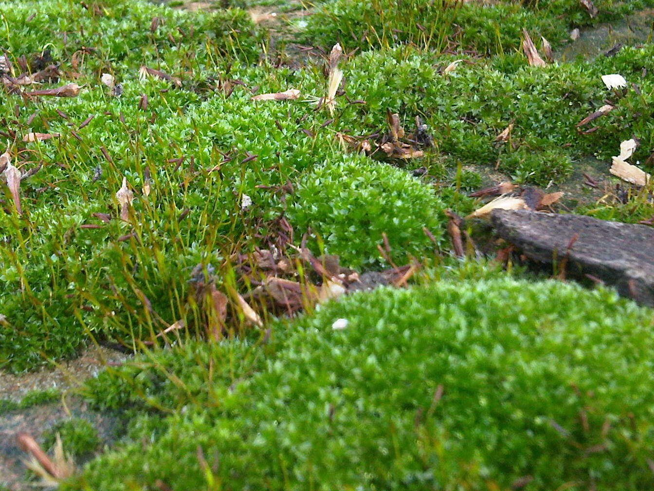 Image of tortula moss