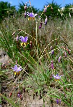 Image of Dianella amoena G. W. Carr & P. F. Horsfall