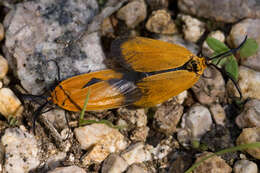 Image of burnet and forester moths