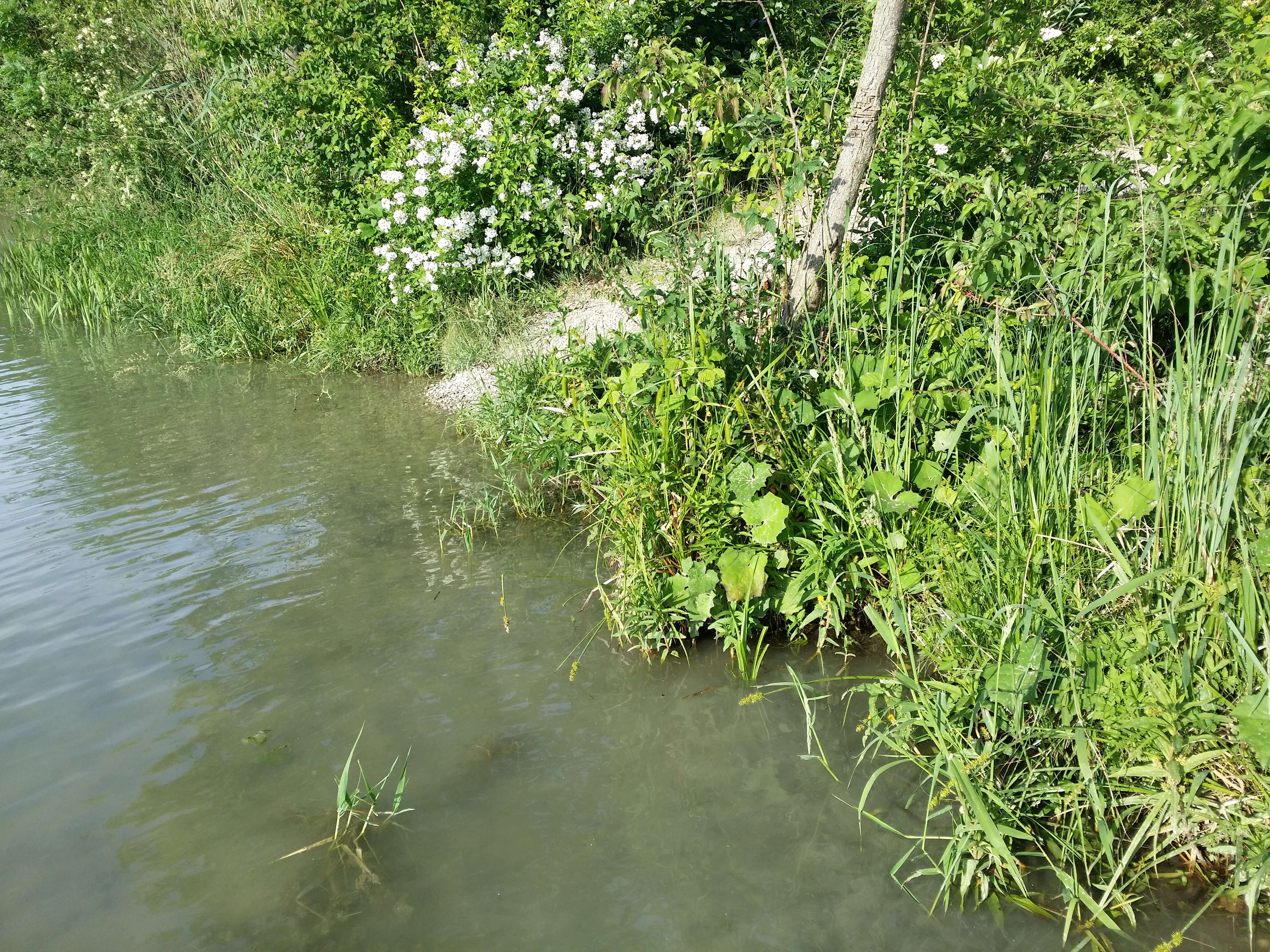 Image of Tufted Loosestrife