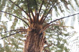 Image of Rough Tree Fern
