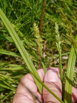 Imagem de Carex stipata Muhl. ex Willd.