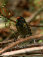 Image of Fire-fronted Serin