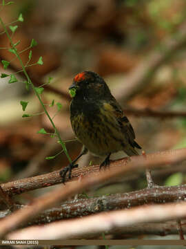 Image of Fire-fronted Serin