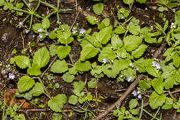 Image of Wood speedwell