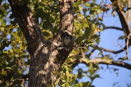 Image of Indian Scops Owl