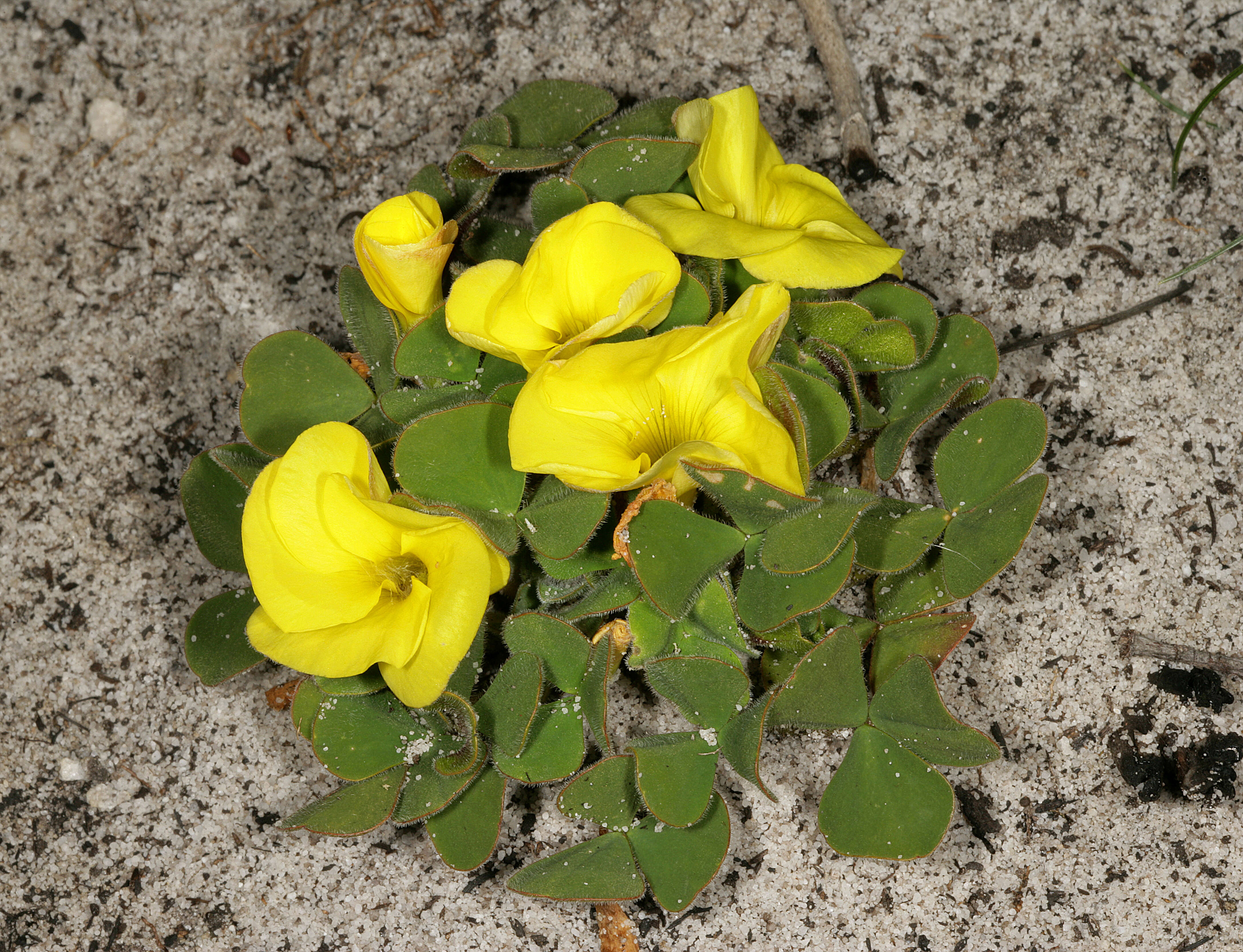 Image of Oxalis luteola Jacq.