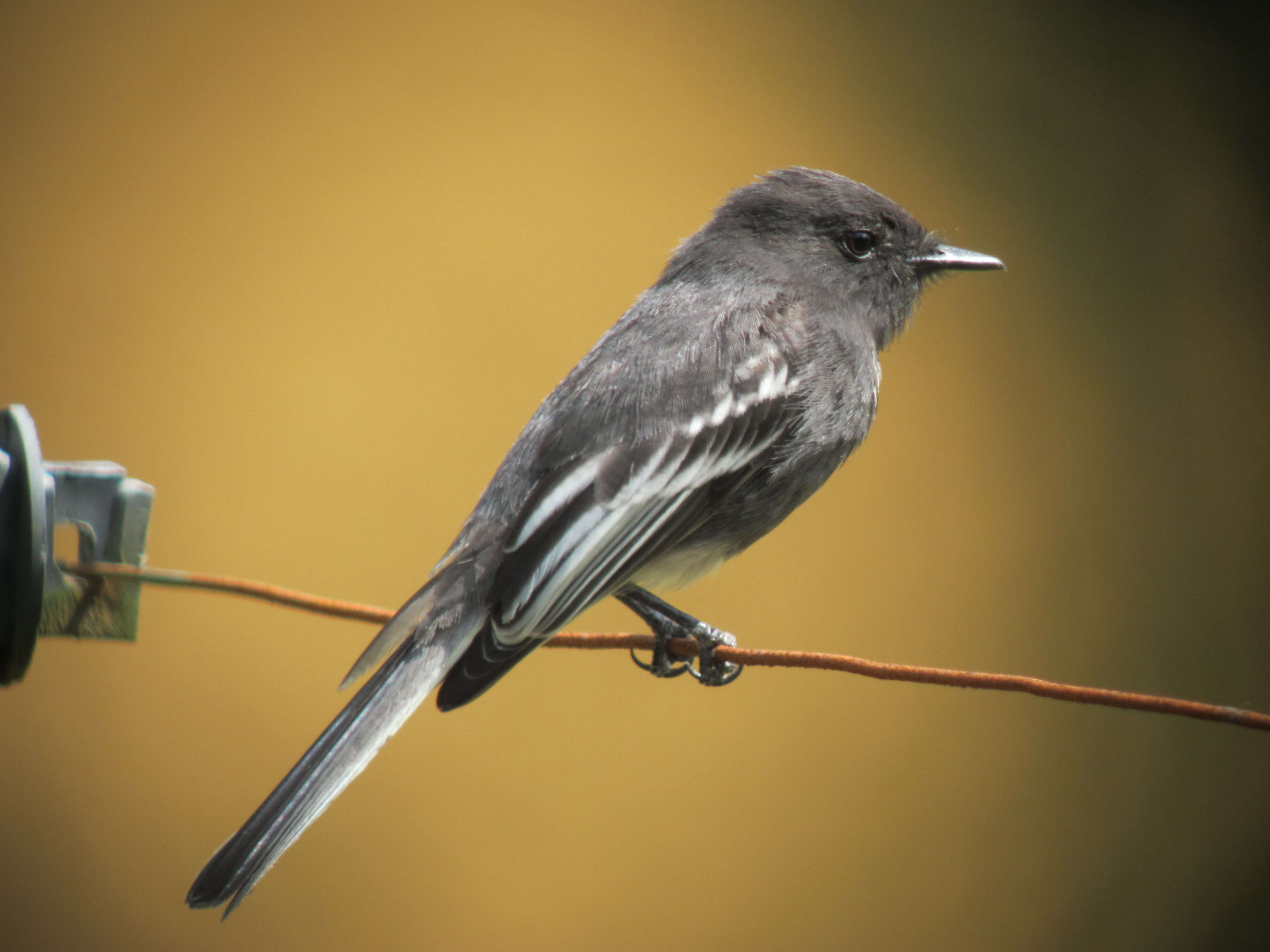 Imagem de Sayornis nigricans (Swainson 1827)