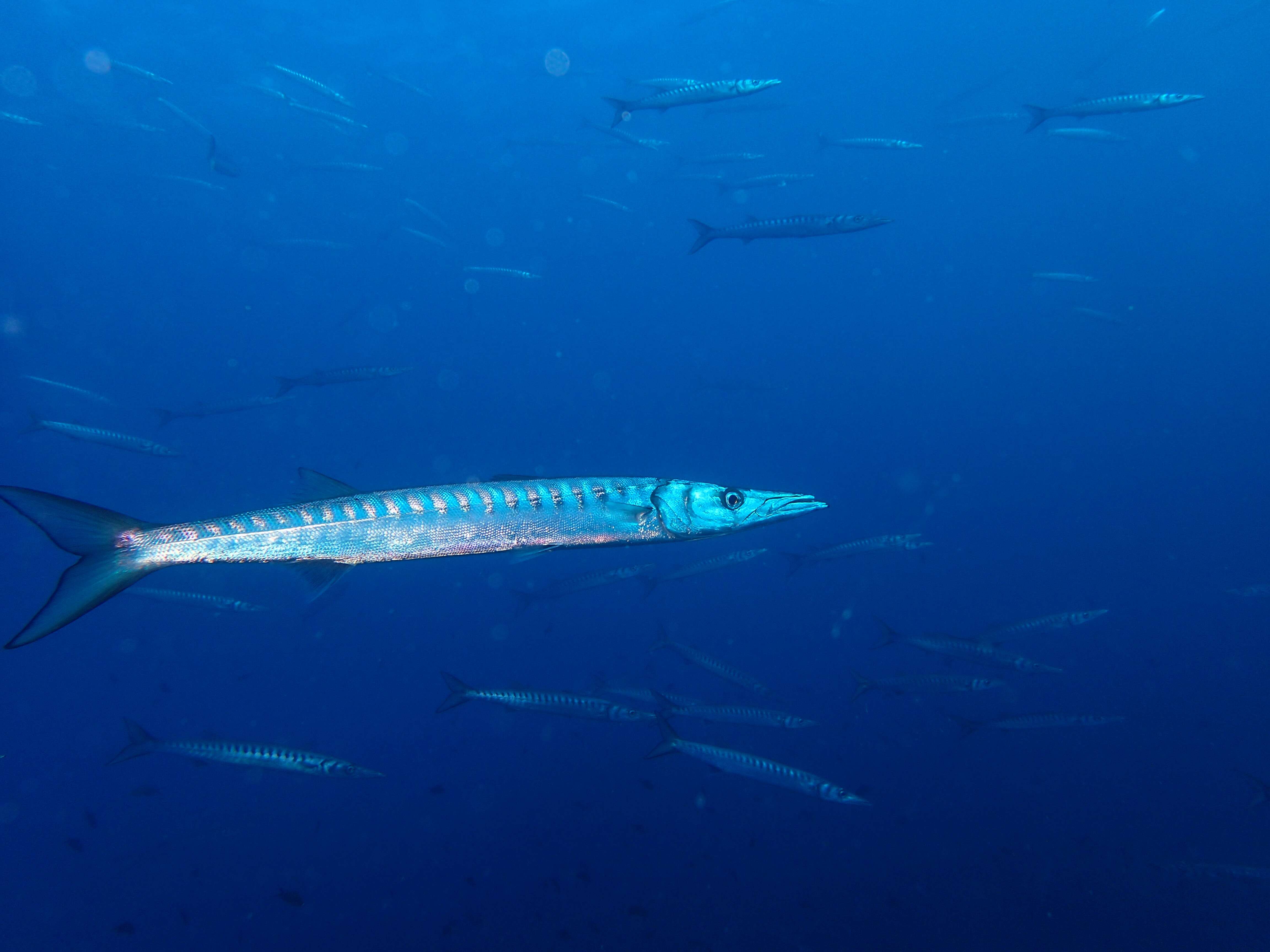 Image of barracudas