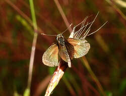 Image of Pygmy Scrub-hopper