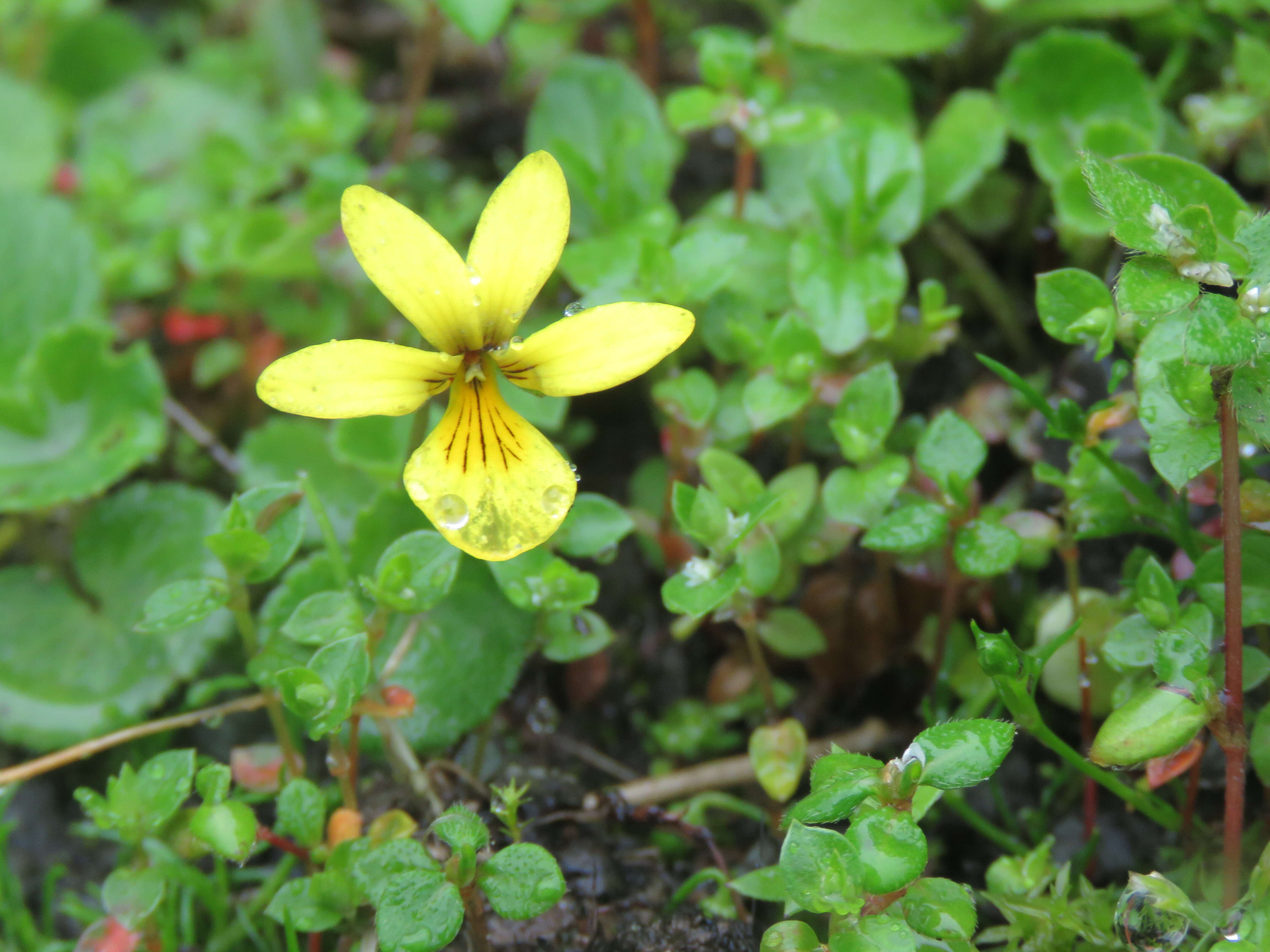 Image of arctic yellow violet