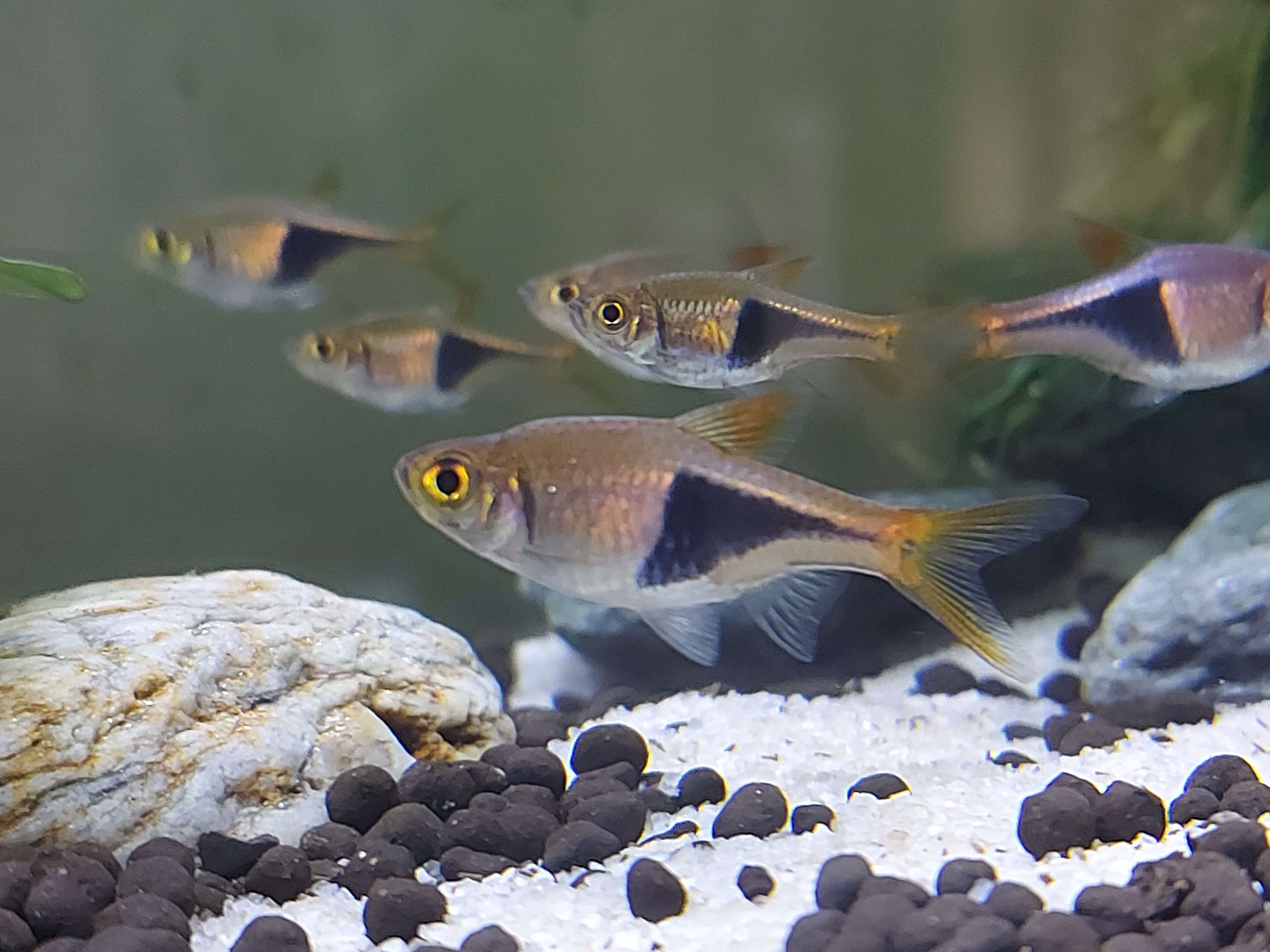 Image of Harlequin rasbora