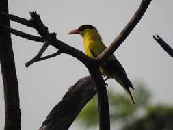 Image of Black-naped Oriole