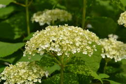 Image of Bigleaf Hydrangea