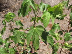 Image of Sea Island Cotton