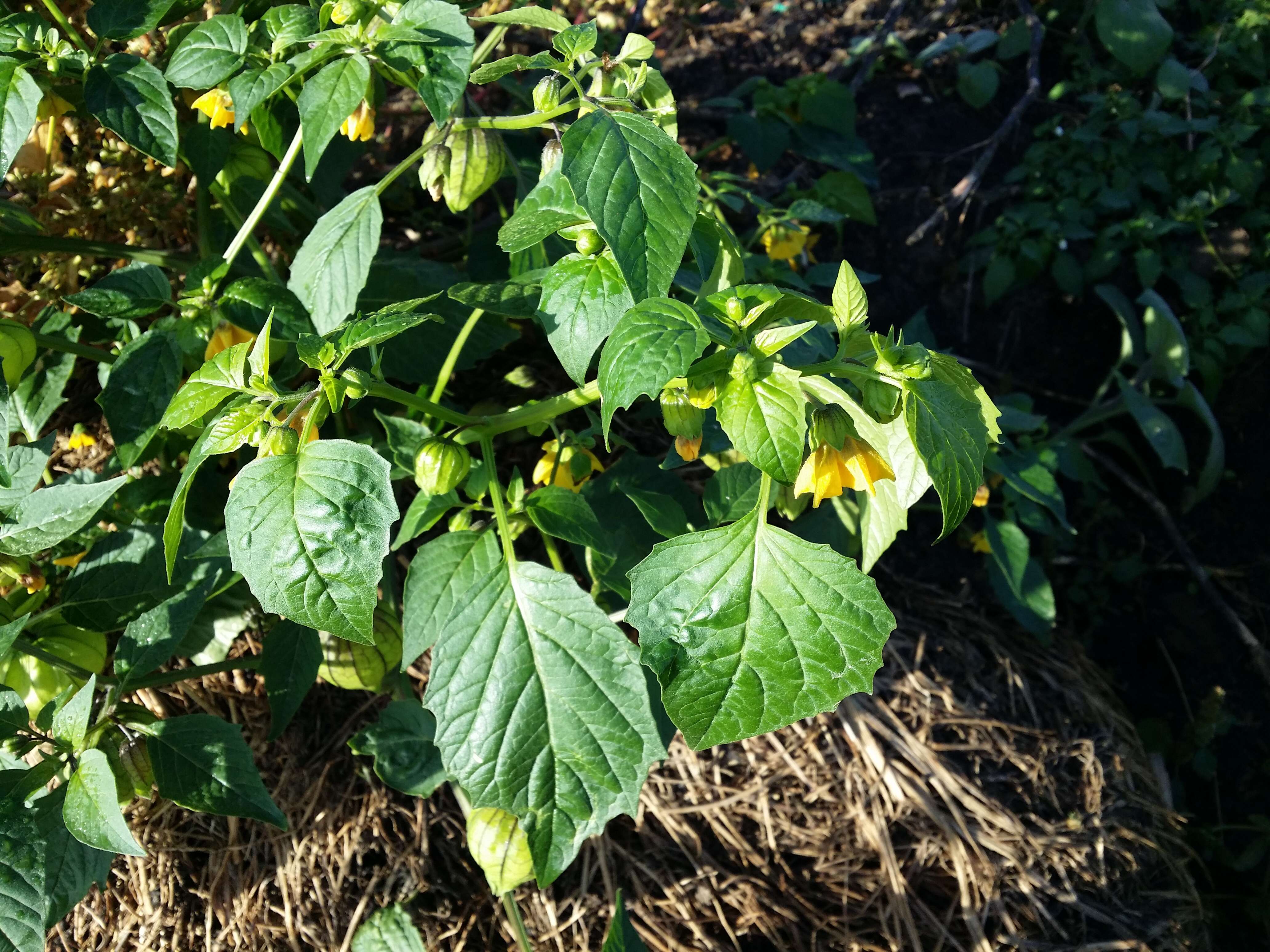 Physalis philadelphica Lam. resmi