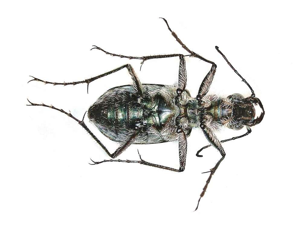 Image of Northern dune tiger beetle