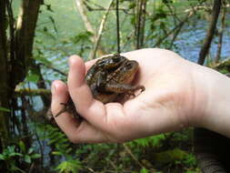 Image of Common Toad