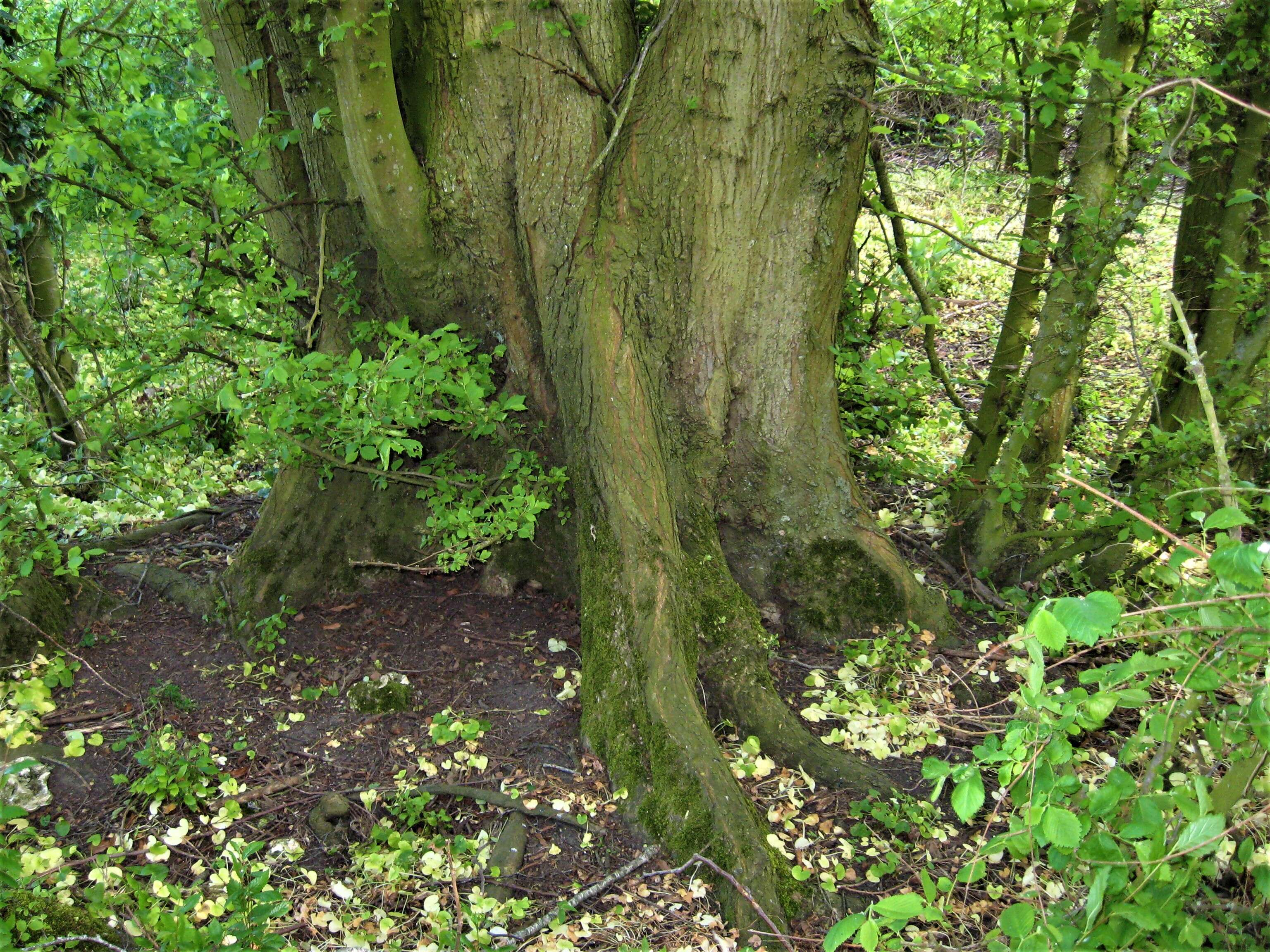 Image of Eurasian elm