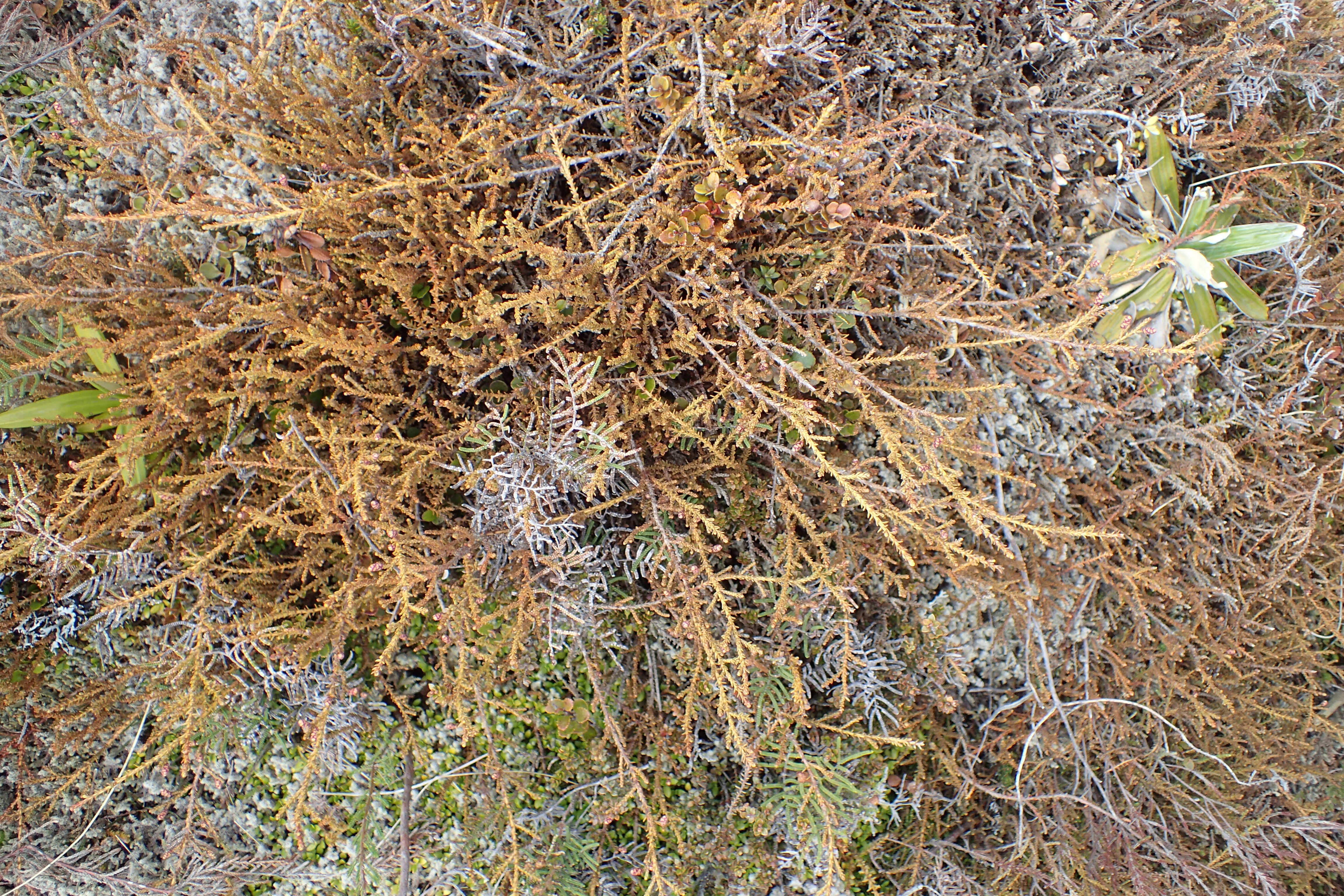 Image of Mountain Rimu