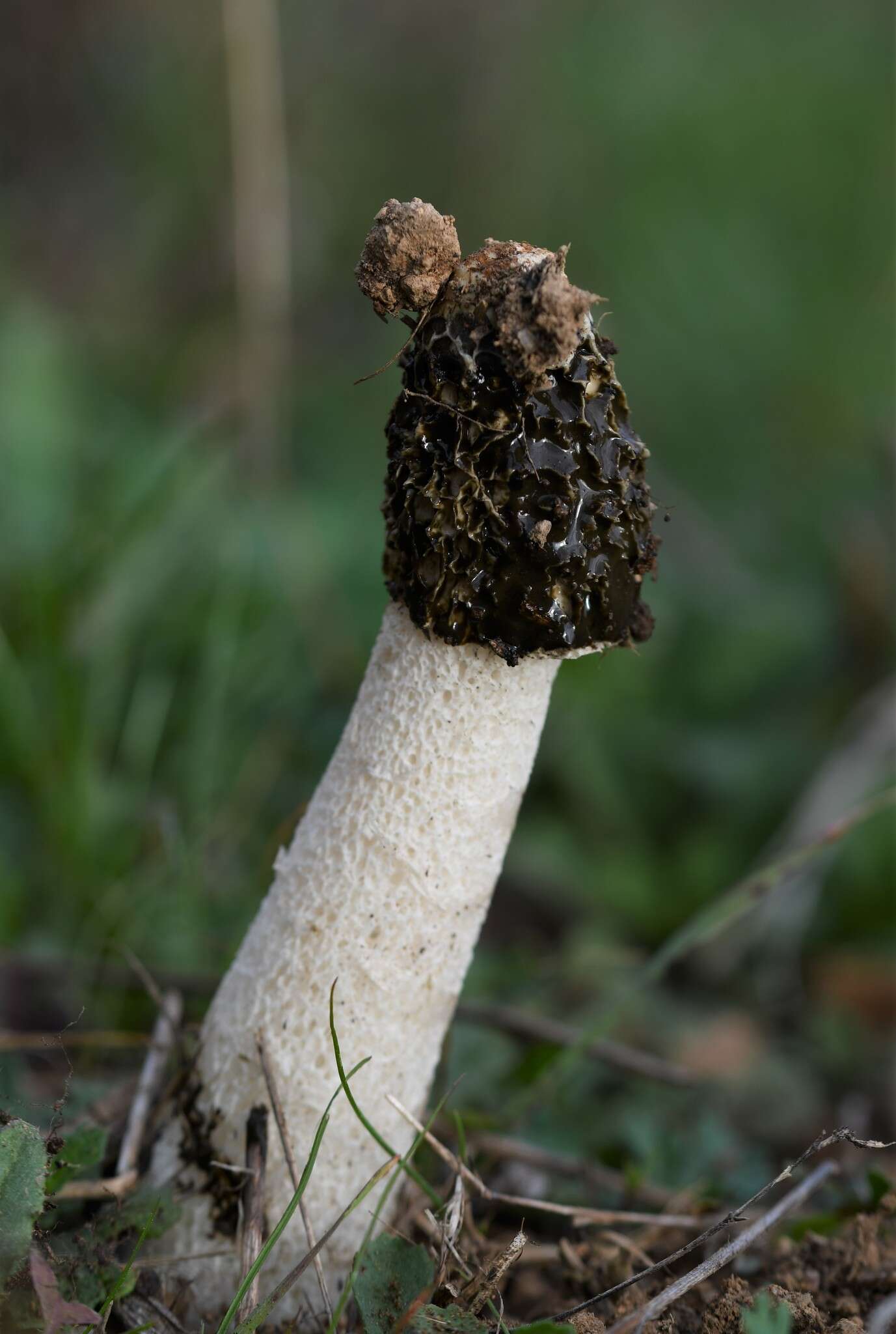 Image of Stinkhorn