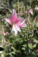 Imagem de Gladiolus triphyllus (Sm.) Ker Gawl.